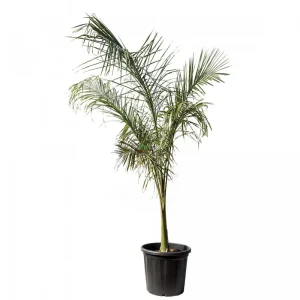 Royal Palm