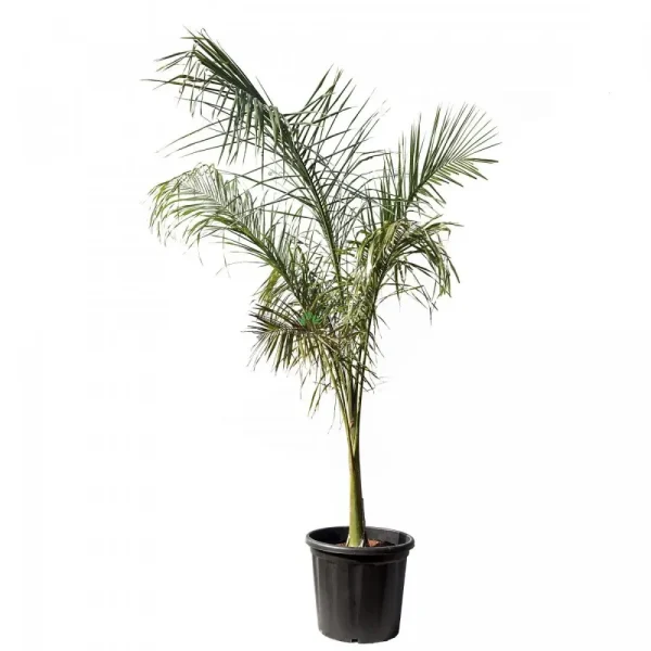 Royal Palm